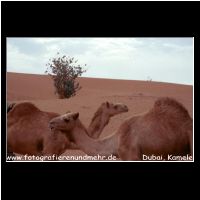 6-062 Dubai, Kamele.jpg